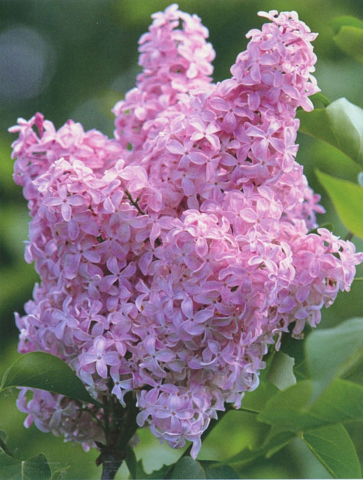 Сирень обыкновенная 'Романс' (розовый)